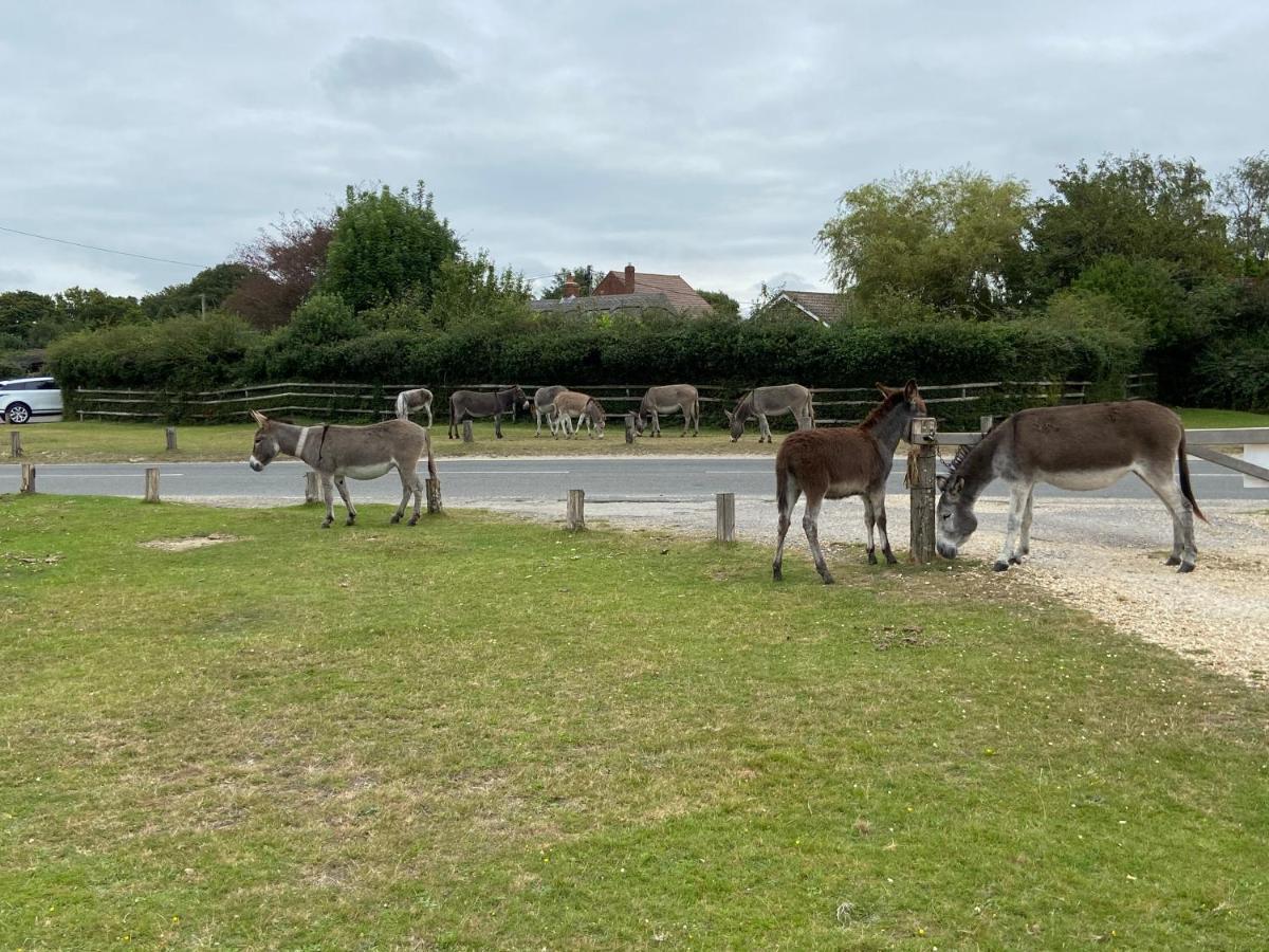 Thatch Cottage, East Boldre Nr Beaulieu And Lymington 布罗肯赫斯特 外观 照片